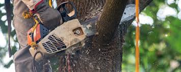 How Our Tree Care Process Works  in  Grandview, MO